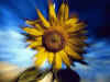 PC-SUNFLOWER.jpg (28406 bytes)